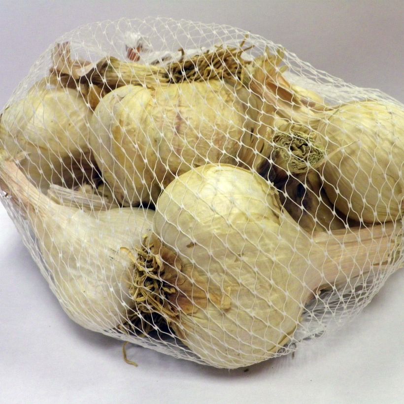Example of Knoblauch Germidour Stück size 35/50 mm as you get