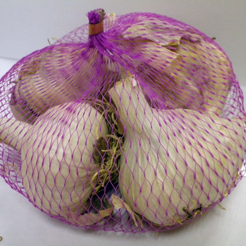 Example of Knoblauch Messidrome Stück size 45/+ mm as you get