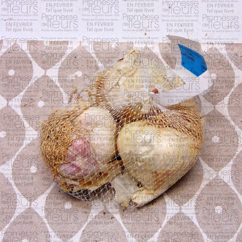 Example of Knoblauch Printanor Stück size 45/+ mm as you get
