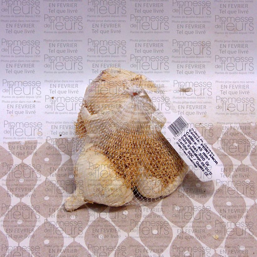 Example of Knoblauch Printanor Stück size 45/+ mm as you get