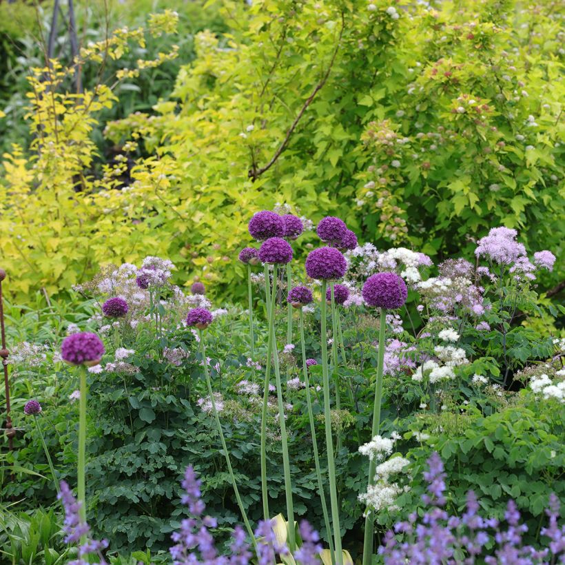 Allium Ambassador - Zierlauch (Plant habit)