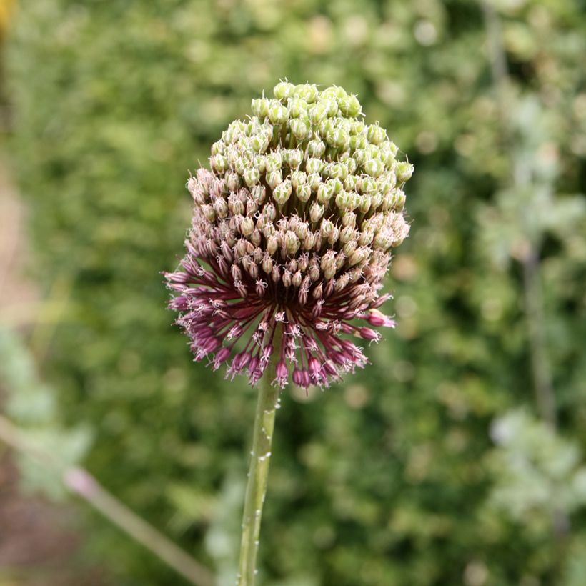 Allium amethystinum Forelock - Zierlauch (Flowering)