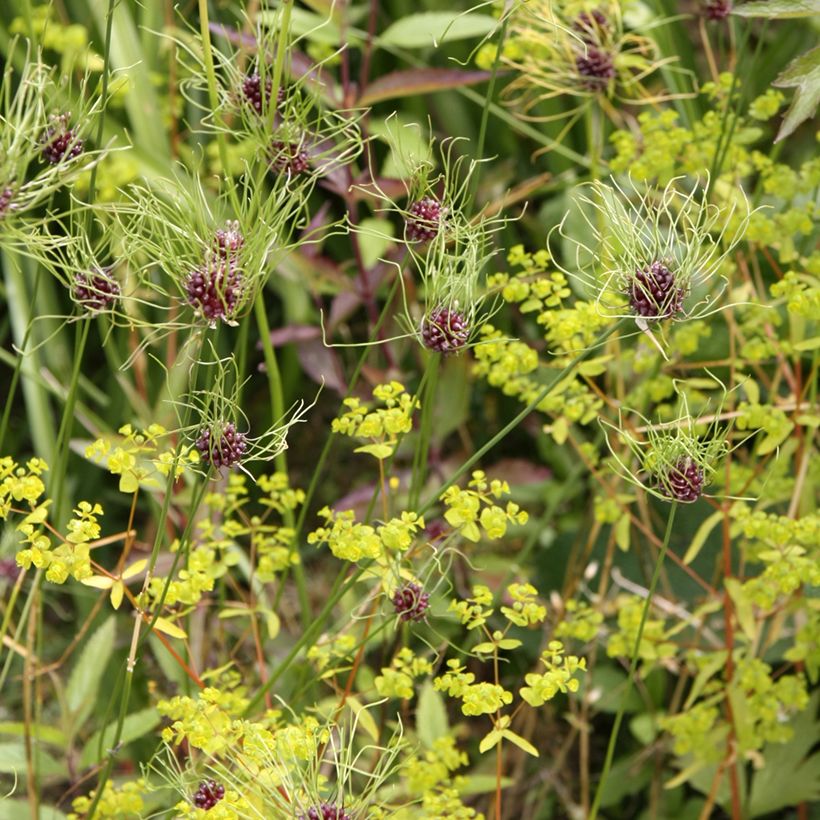 Allium vineale Hair - Weinberglauch (Plant habit)