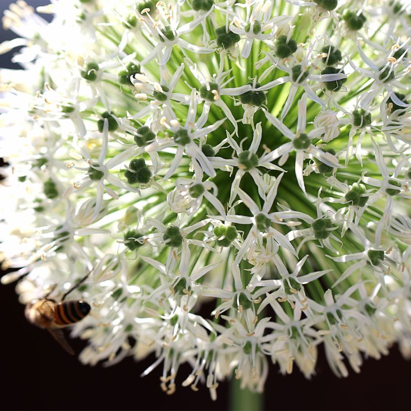 Allium stipitatum Mount Everest - Zierlauch (Flowering)