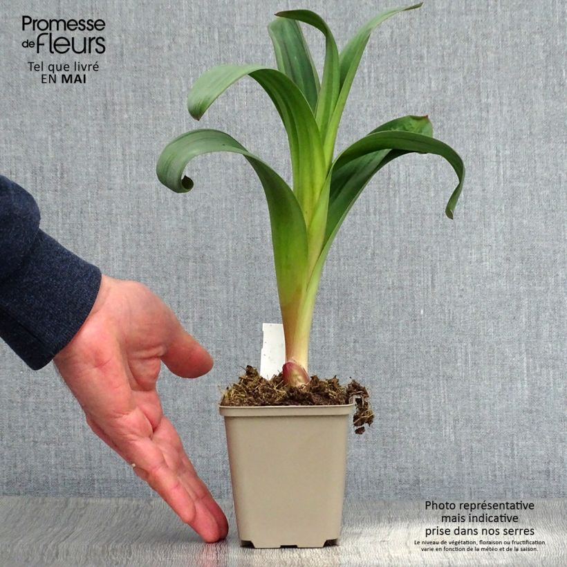 Exemplar von Allium Ostara - Zierlauch Kleine Töpfe von 8/9 cm wie im Frühjahr geliefert