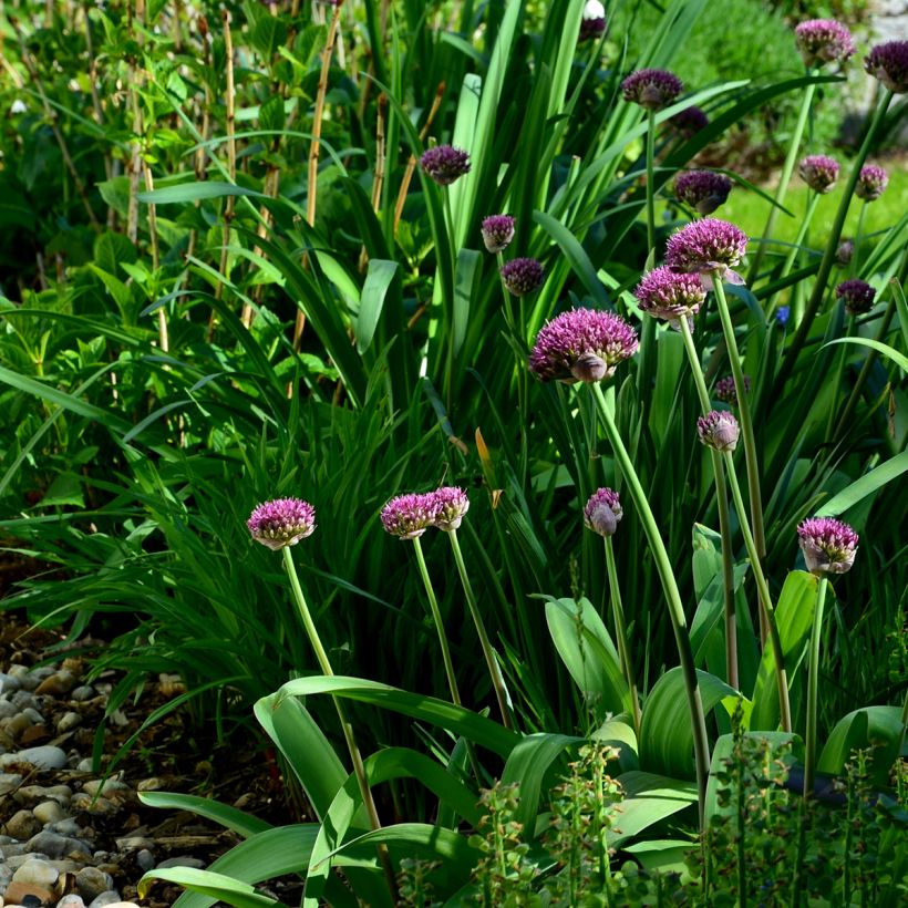 Allium Ostara - Zierlauch (Plant habit)