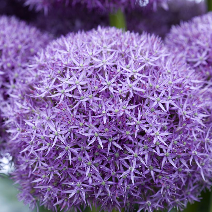 Allium Pinball Wizard - Zierlauch (Flowering)
