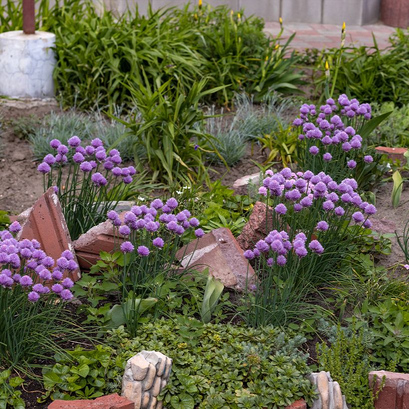 Allium Serendipity - Zierlauch (Plant habit)