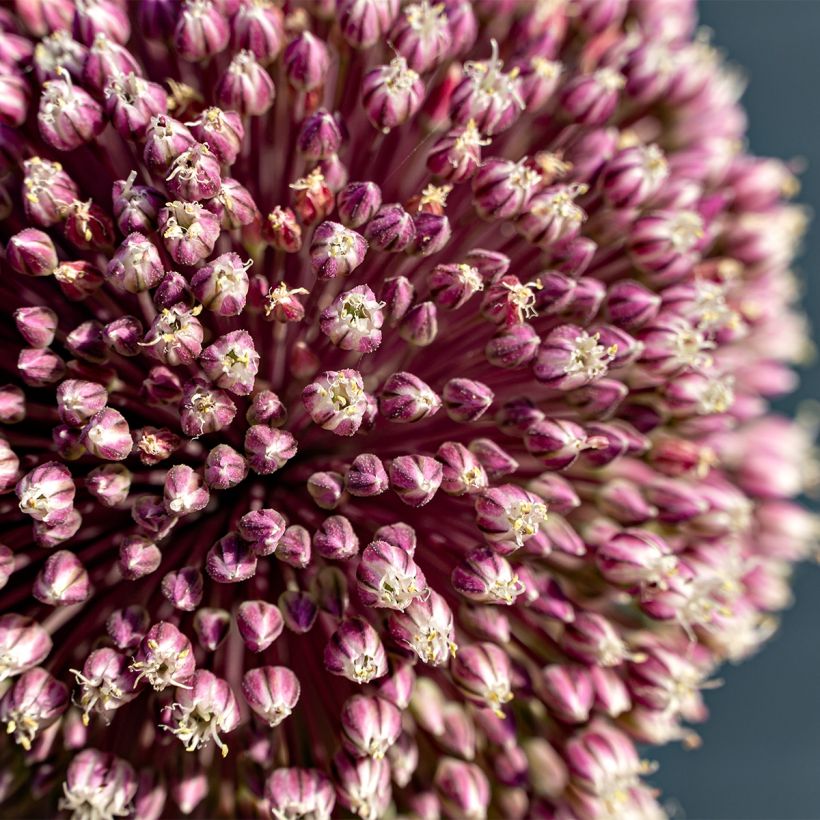 Allium Summer Drummer - Zierlauch (Flowering)