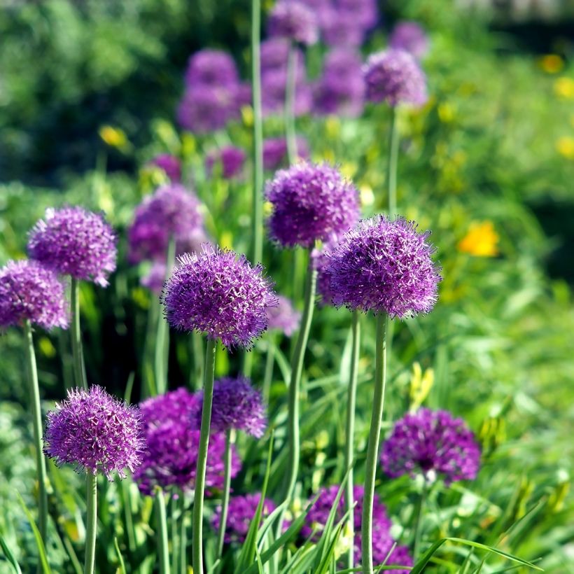 Allium aflatunense Purple Sensation - Zierlauch (Plant habit)