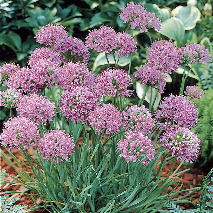 Allium angulosum - Kanten-Lauch (Plant habit)