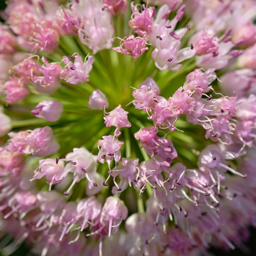 Allium angulosum - Kanten-Lauch (Flowering)