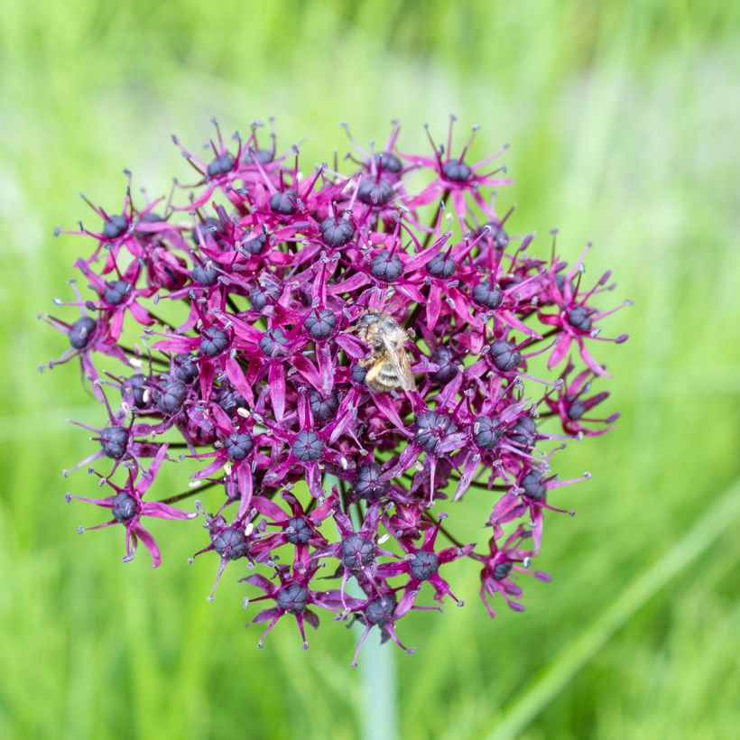 Allium atropurpureum - Zierlauch (Flowering)