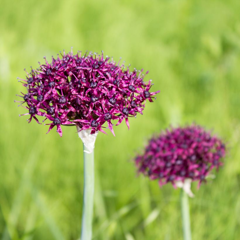 Allium atropurpureum - Zierlauch (Plant habit)