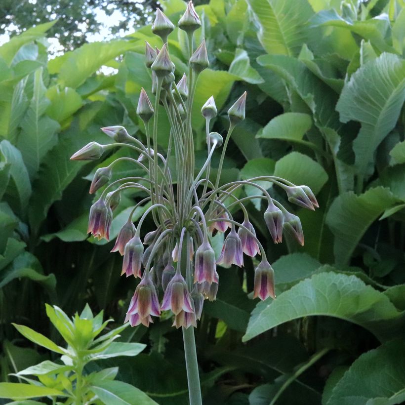 Allium nectaroscordum - Sizilianische Honiglauch (Flowering)