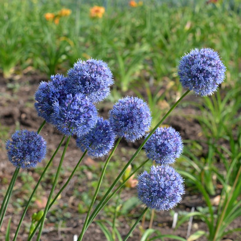 Allium caeruleum - Flieder-Lauch (Plant habit)