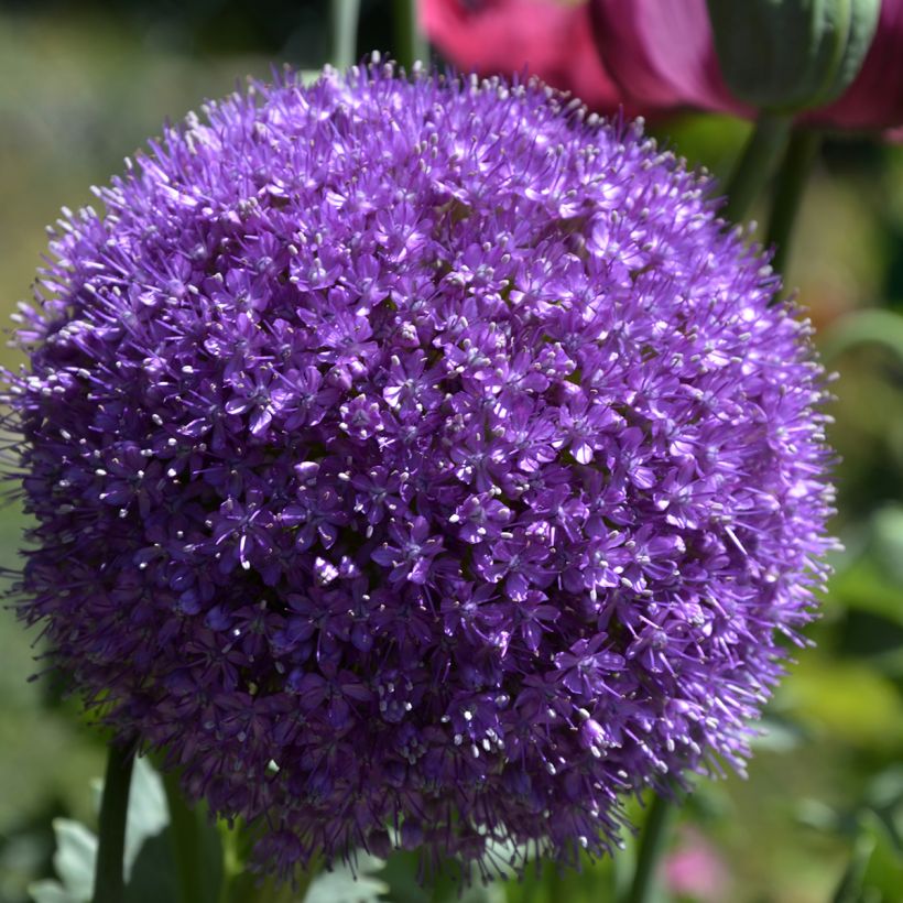 Allium giganteum - Riesen-Lauch (Flowering)