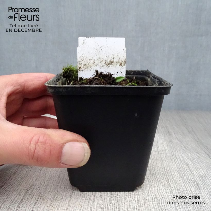 Exemplar von Allium karataviense - Blauzungen-Lauch Topf 12 cm / 13 cm wie im Winter geliefert