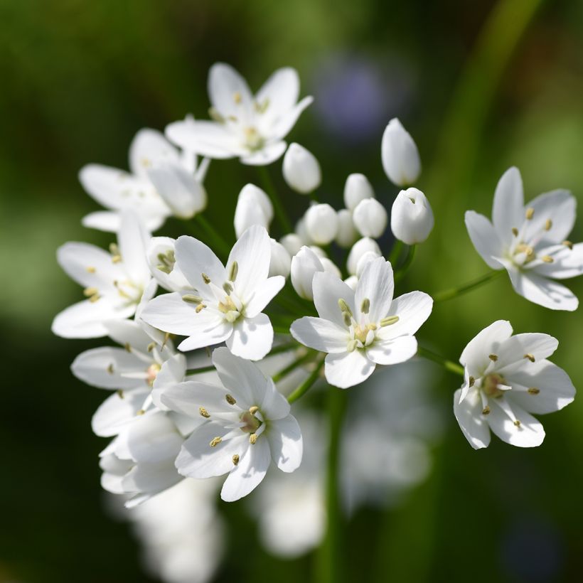 Allium neapolitanum Groupe Cowanii - Neapolitanischer Lauch (Flowering)