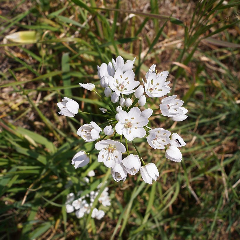 Allium neapolitanum - Neapolitanischer Lauch (Flowering)