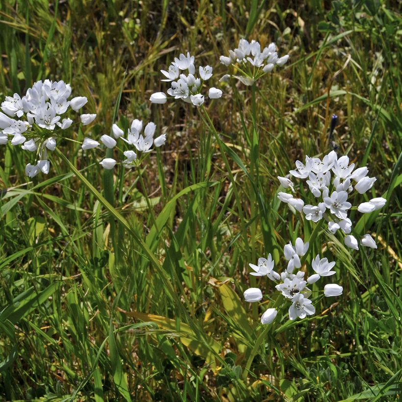 Allium neapolitanum - Neapolitanischer Lauch (Plant habit)