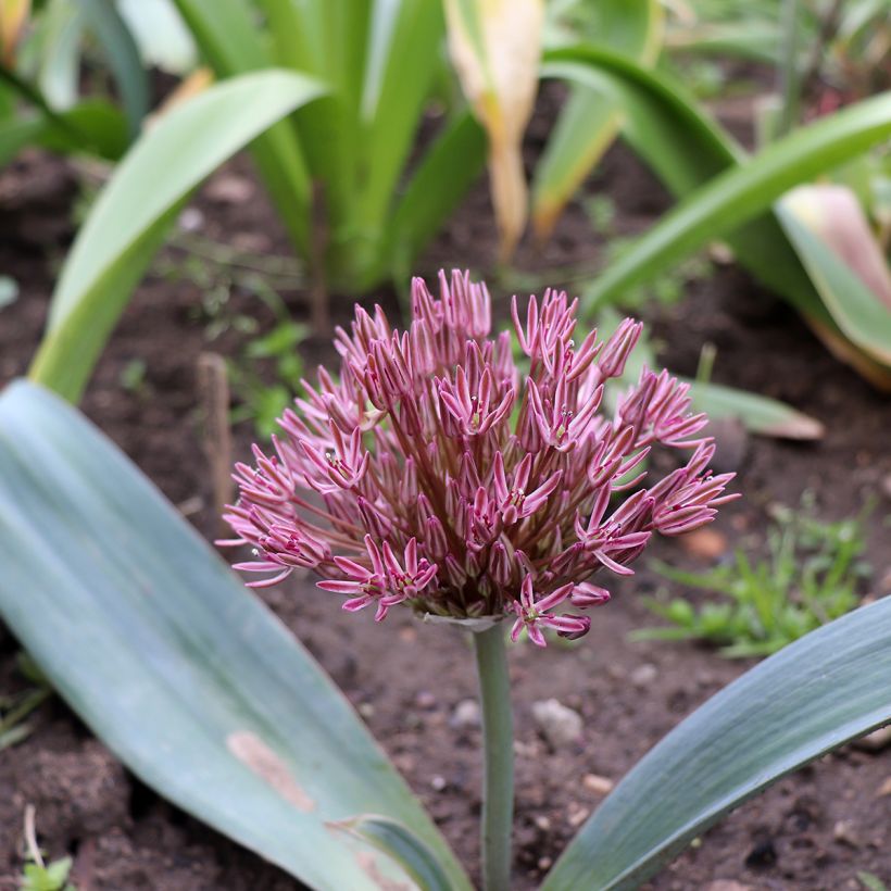 Allium nevskianum - Blauzungen-Lauch (Plant habit)