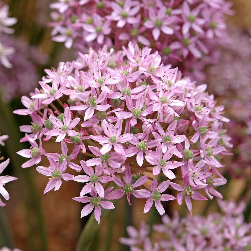 Allium nigrum Pink Jewel - Zierlauch (Flowering)
