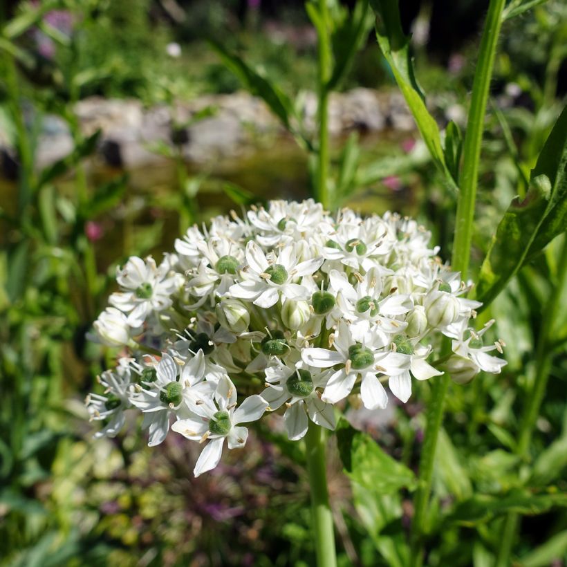 Allium nigrum ssp multibulbosum - Zierlauch (Flowering)