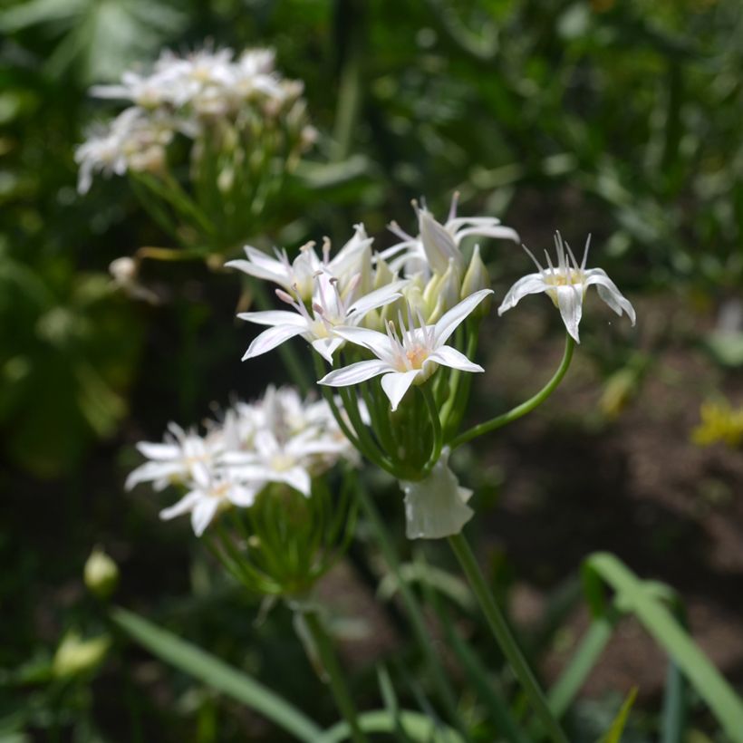 Allium plummerae - Sibirischer Lauch (Flowering)