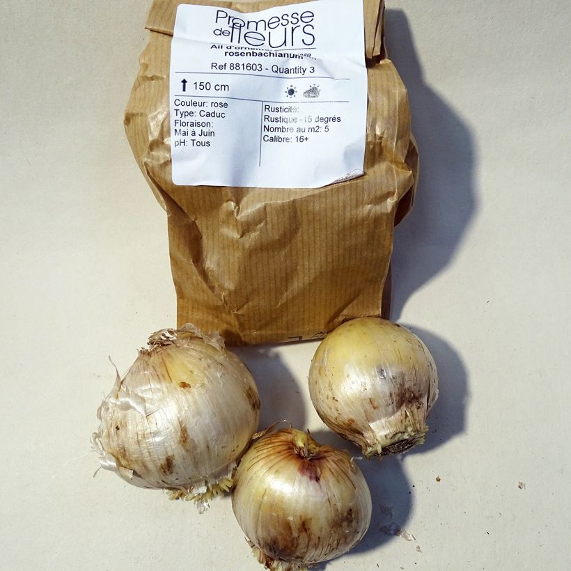 Example of Allium rosenbachianum - Zierlauch Zwiebel size 14/16 as you get