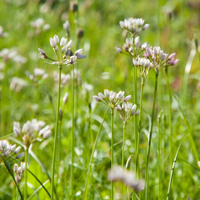Allium roseum - Rosen-Lauch (Plant habit)