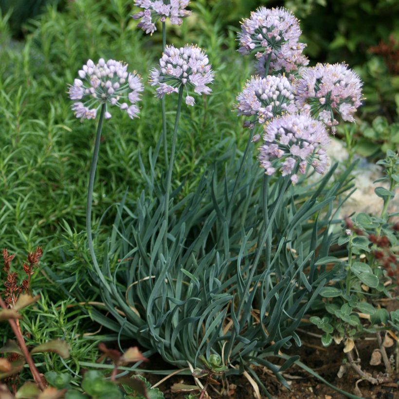Allium Lisa Blue - Zierlauch (Plant habit)