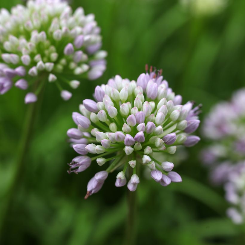 Allium senescens Summer Beauty - Berg-Lauch (Flowering)