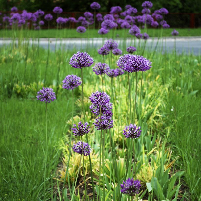 Allium stipitatum Violet Beauty - Zierlauch (Plant habit)