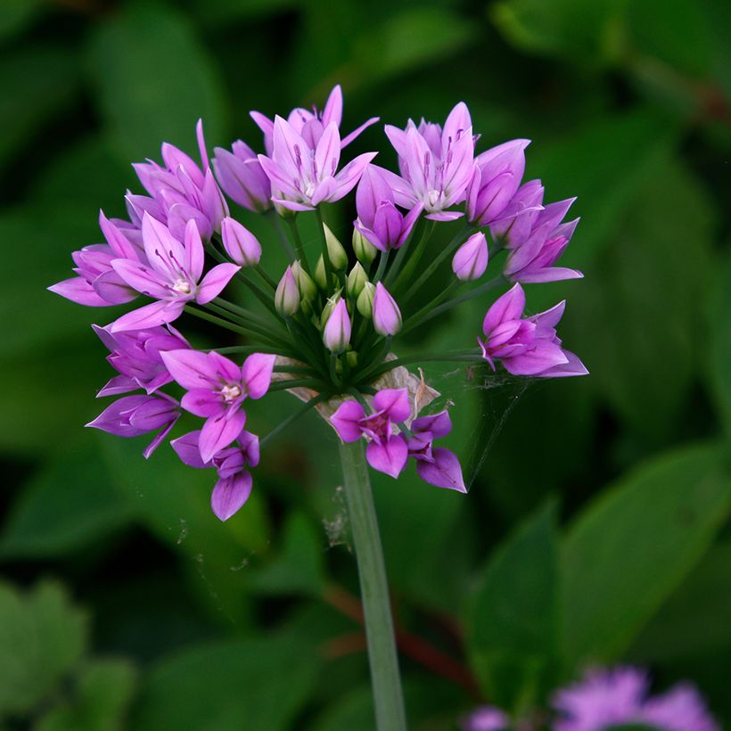Allium unifolium Eros - Einblättriger Lauch (Flowering)