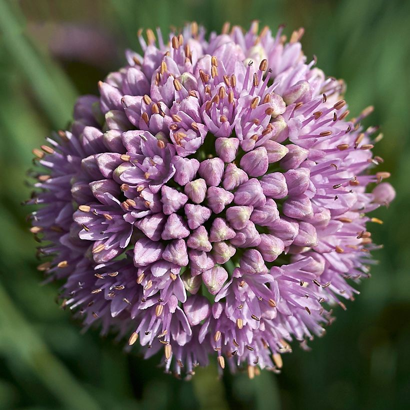 Allium Avatar - Zierlauch (Flowering)