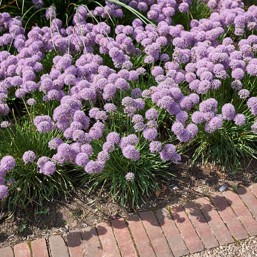 Allium Avatar - Zierlauch (Plant habit)