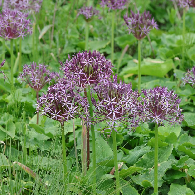 Allium christophii - Sternkugellauch (Plant habit)