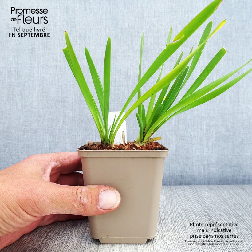 Example of Allium Serendipity - Zierlauch Kleine Töpfe von 8/9 cm as you get in automne
