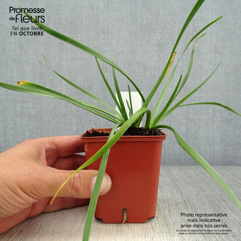 Example of Allium Avatar - Zierlauch Kleine Töpfe von 7/8 cm size I as you get in automne