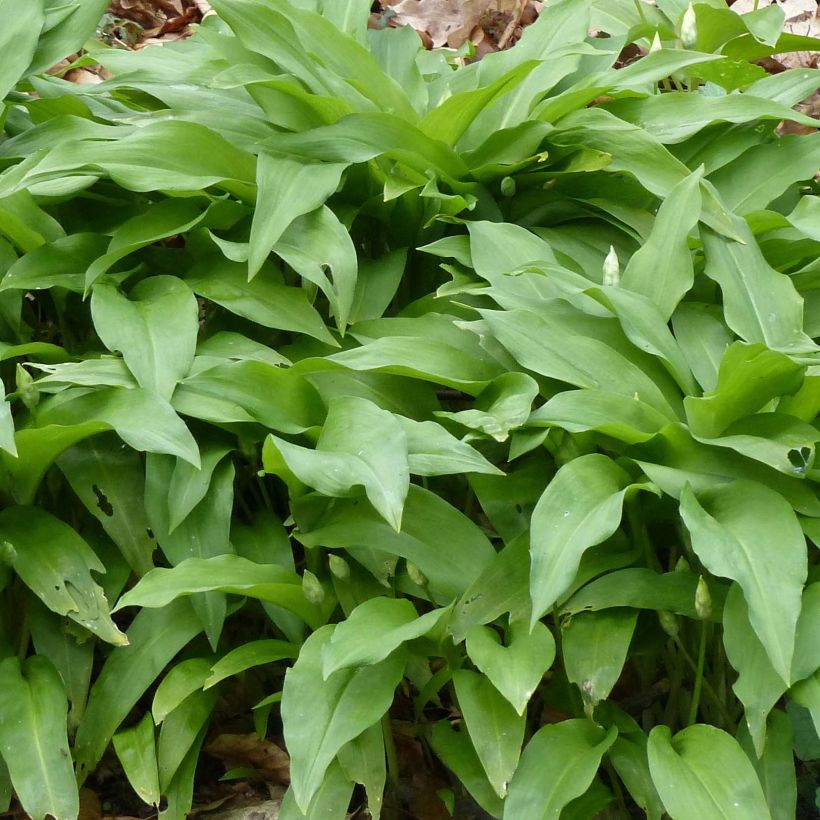 Allium ursinum - Bärlauch (Foliage)
