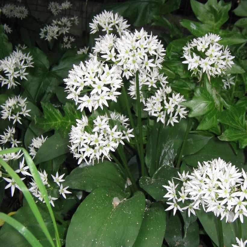 Allium ursinum - Bärlauch (Flowering)