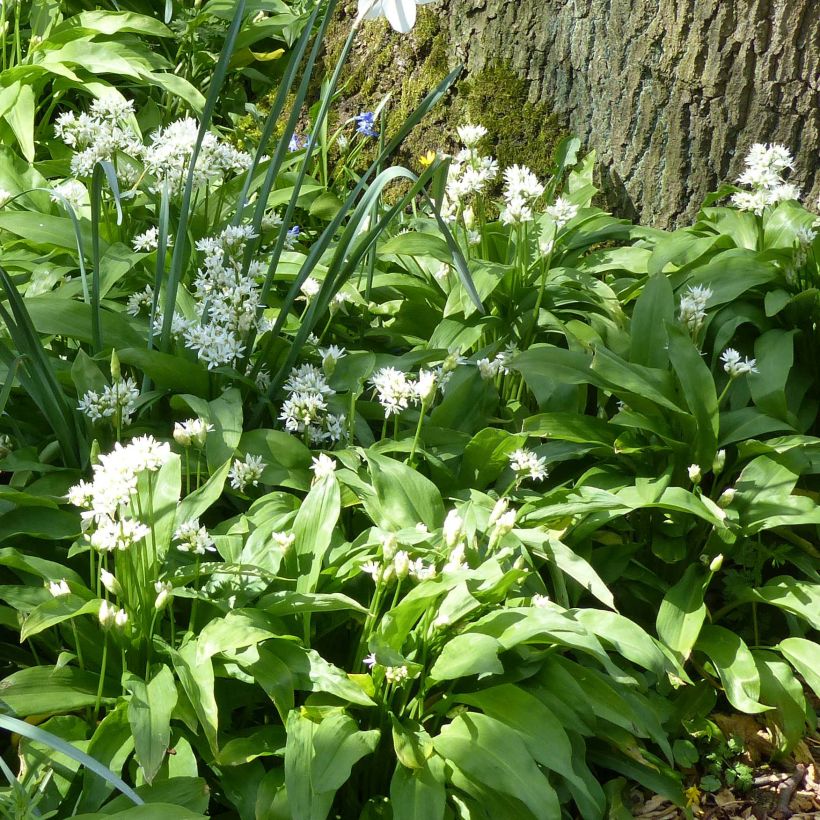 Allium ursinum - Bärlauch (Plant habit)