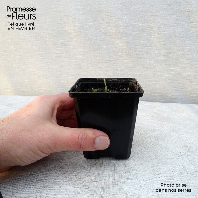 Exemplar von Allium ursinum im Topf - Bärlauch Kleine Töpfe von 7/8 cm wie im Winter geliefert