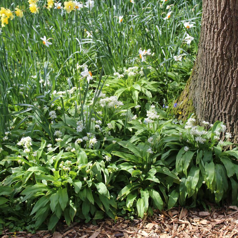 Allium ursinum im Birne - Bärlauch (Plant habit)