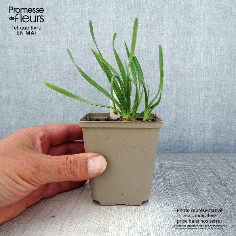 Exemplar von Allium Little Sapphire - Zierlauch Kleine Töpfe von 8/9 cm wie im Frühjahr geliefert