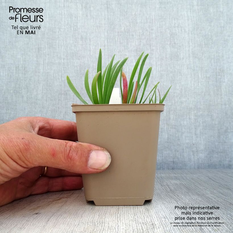 Exemplar von Allium Serendipity - Zierlauch Kleine Töpfe von 8/9 cm wie im Frühjahr geliefert
