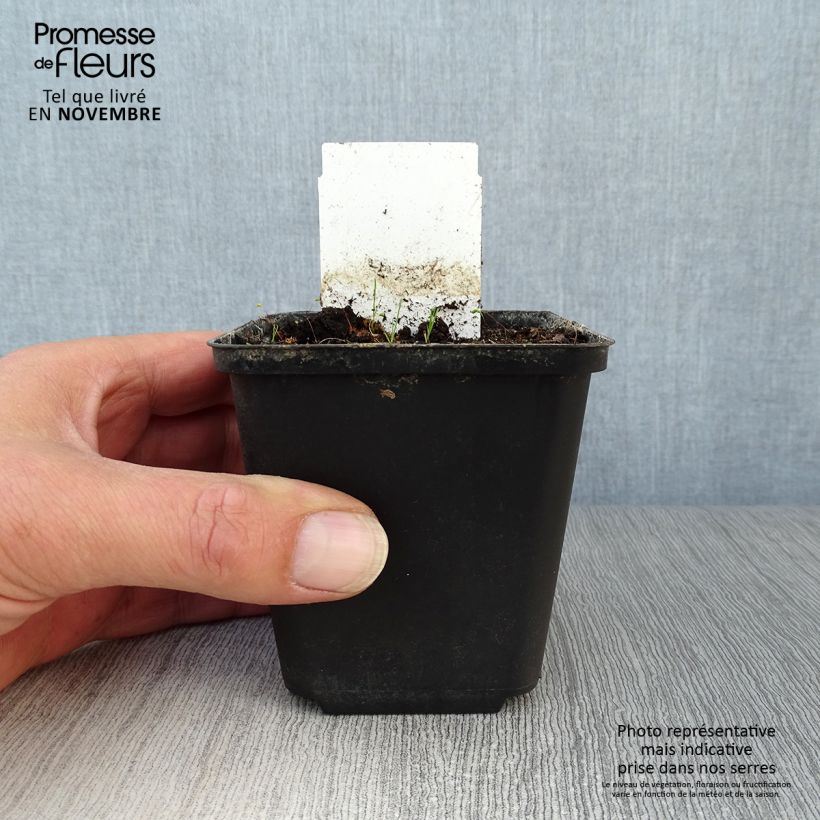 Example of Allium karataviense - Blauzungen-Lauch Topf 12 cm / 13 cm as you get in automne