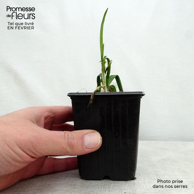 Exemplar von Schlangen-Lauch Scorodoprasum Kleine Töpfe von 8/9 cm wie im Winter geliefert