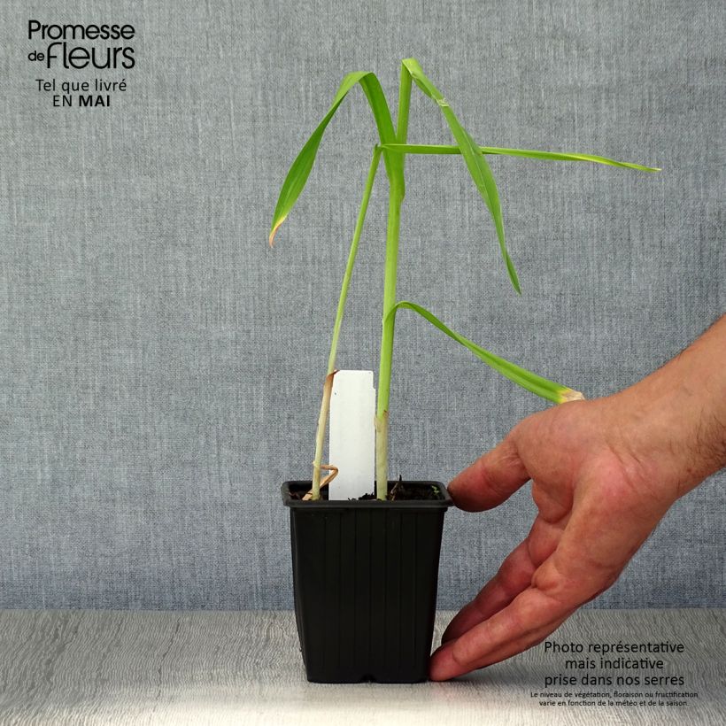 Exemplar von Schlangen-Lauch Scorodoprasum Kleine Töpfe von 8/9 cm wie im Frühjahr geliefert